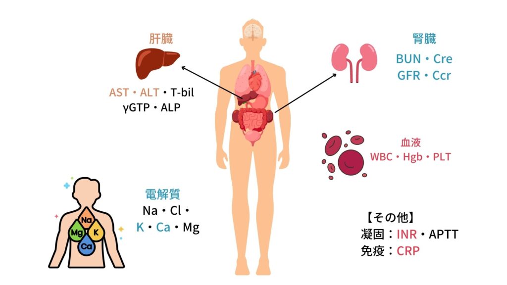 薬剤師が知っておくべき検査値